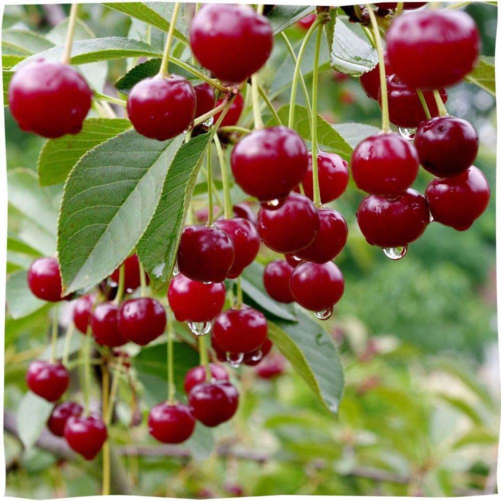 Raureni Sour Cherry Preserve 12.34 oz